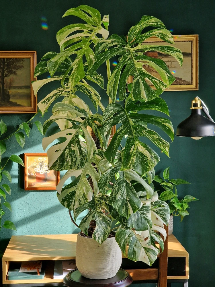 GIF hochgeladen von Edgar