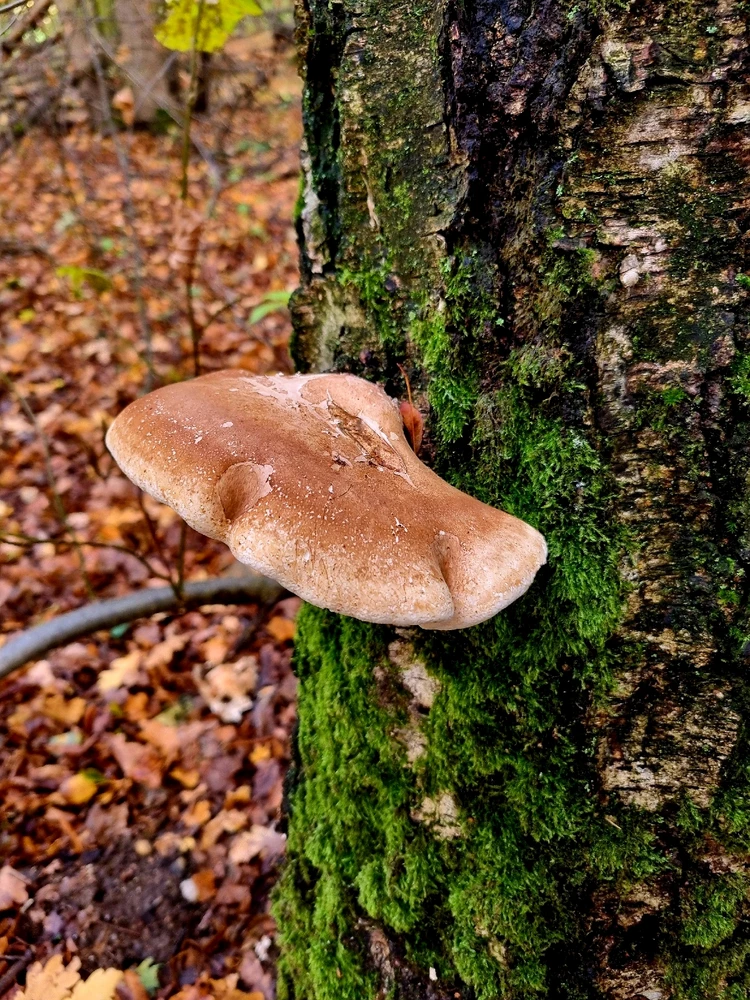 GIF hochgeladen von Andrew