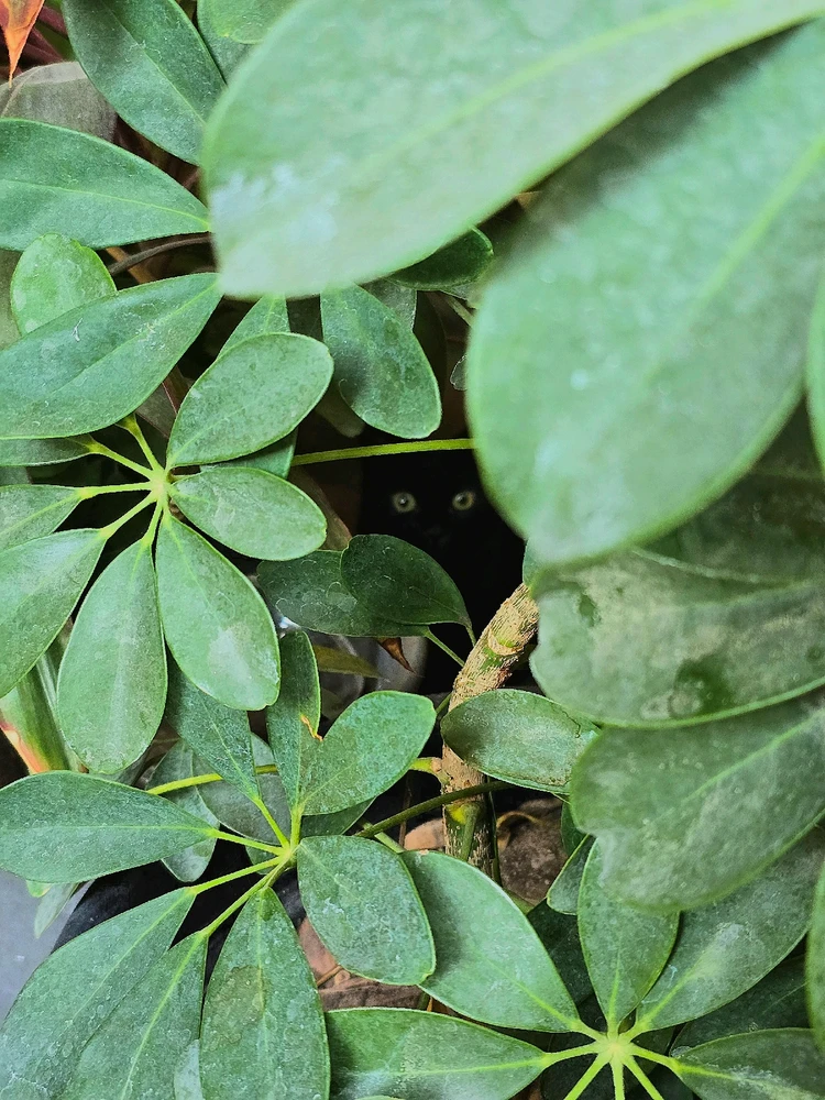 GIF رفعها ZAkziko