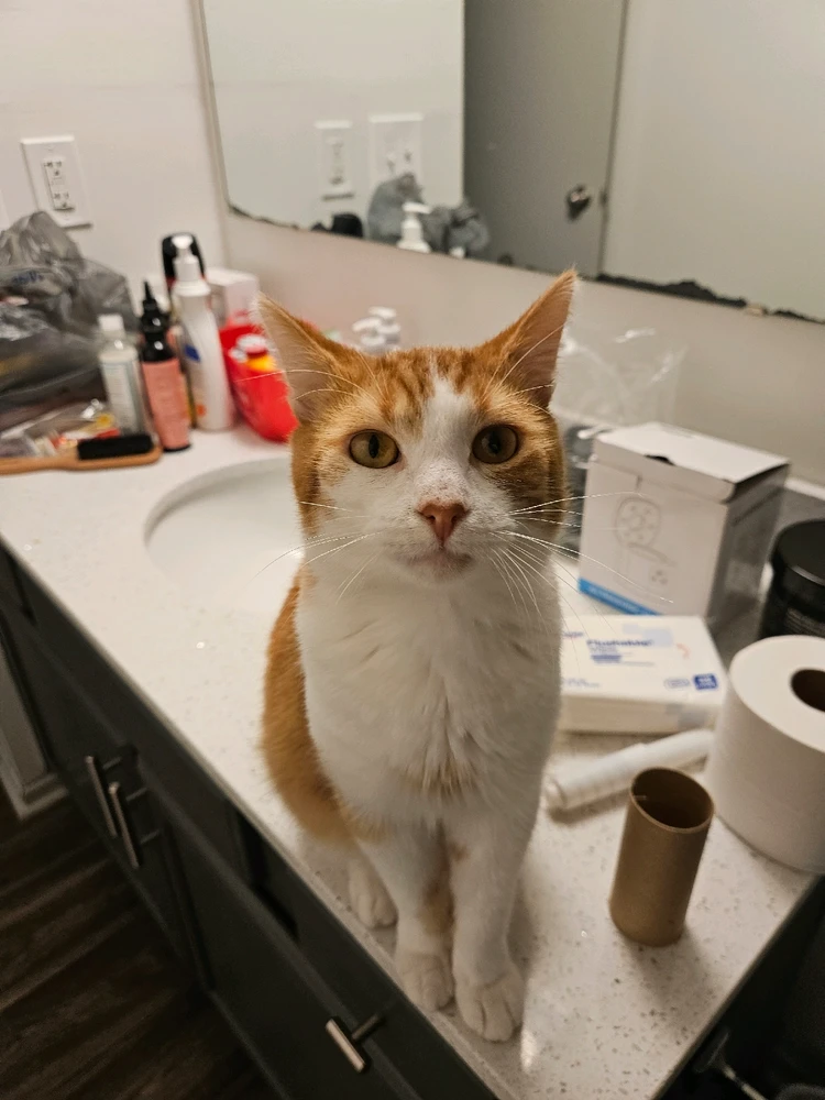 Gambar diunggah dening Gina/Madison