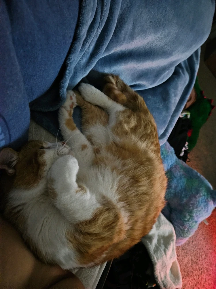 Gambar diunggah dening Gina/Madison