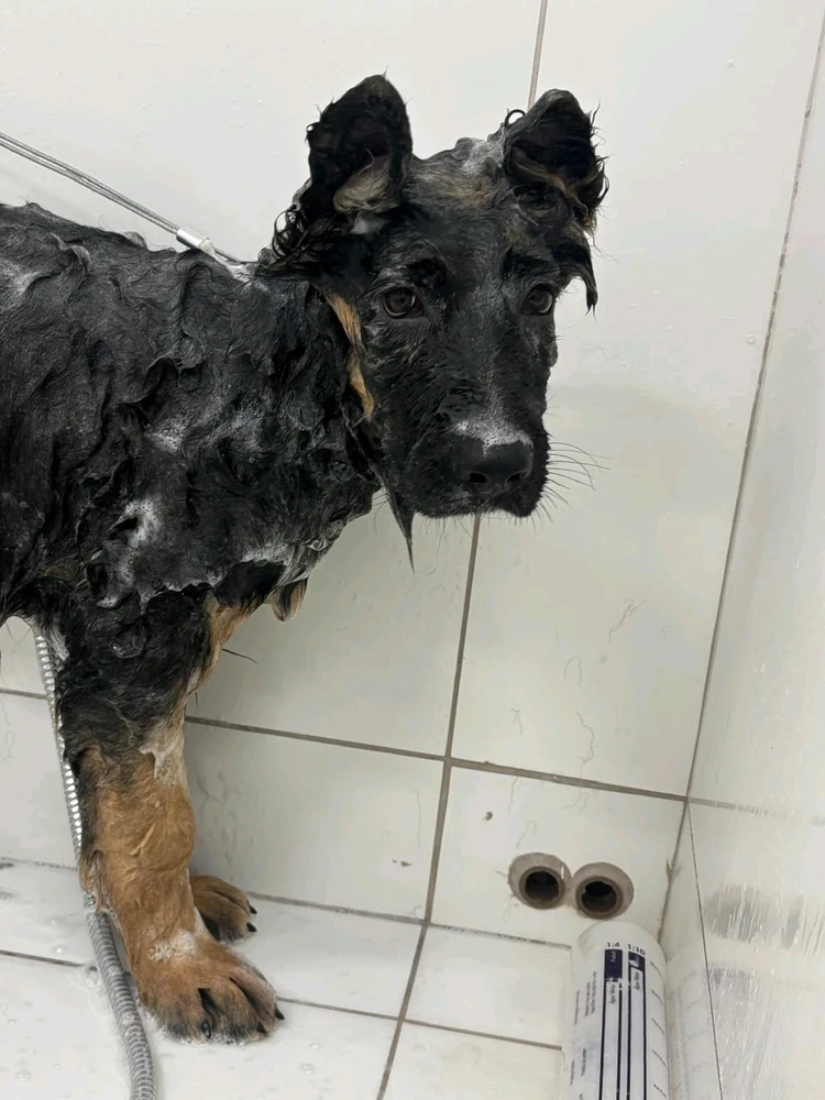 Imagem enviada por Heitor