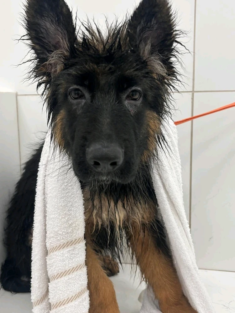 Imagem enviada por Heitor