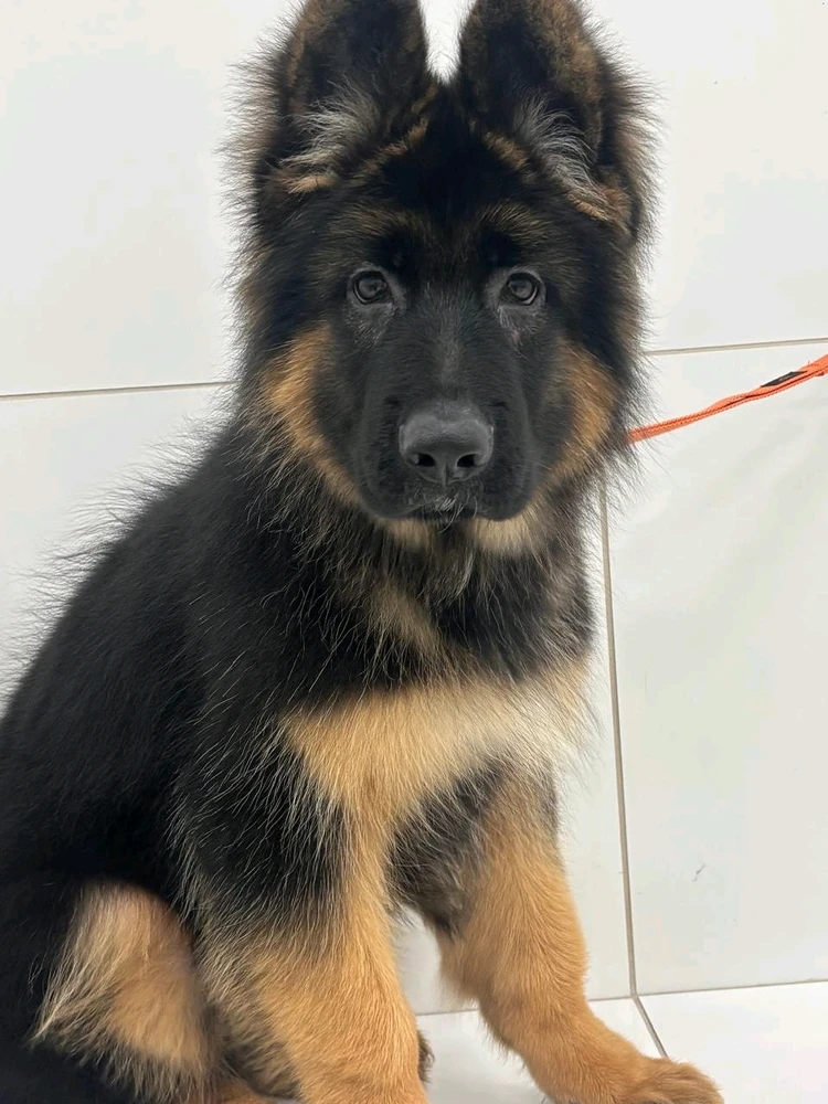 Imagem enviada por Heitor