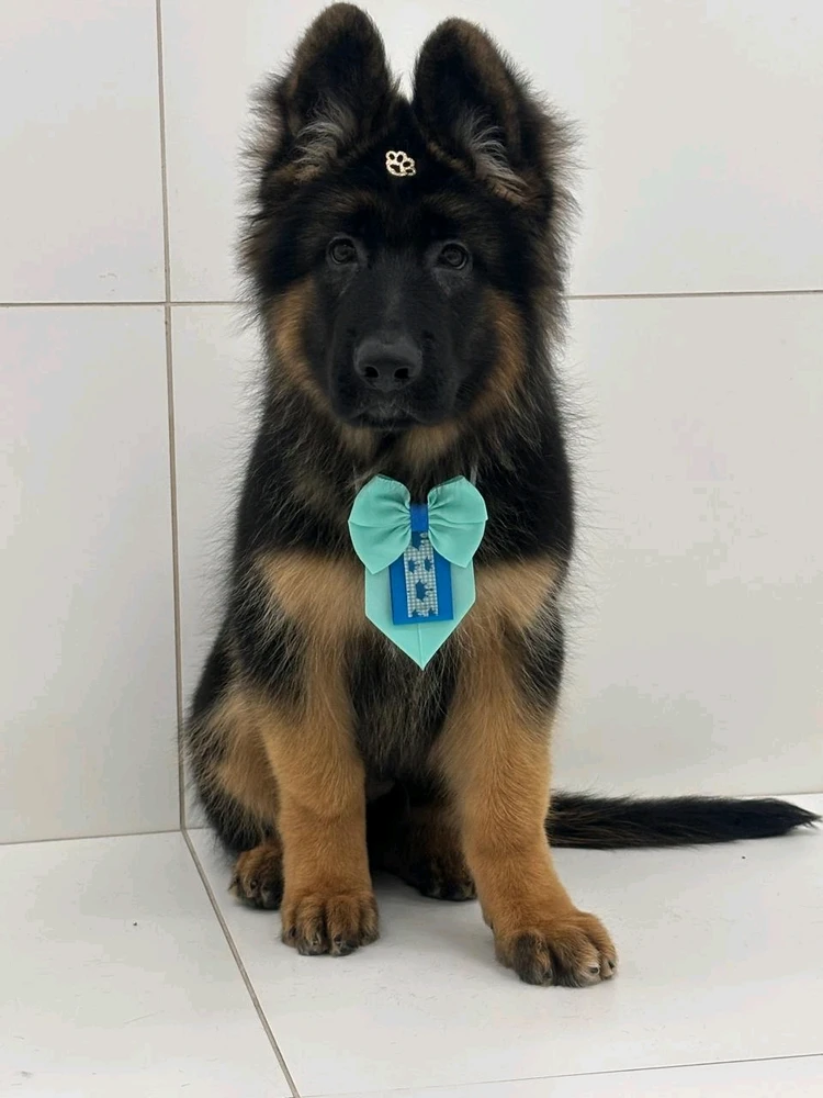 Imagem enviada por Heitor