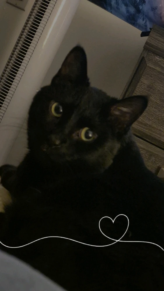 GIF uploaded by Lilith Van'Nightinveil