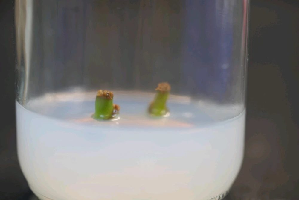 Image uploaded by David