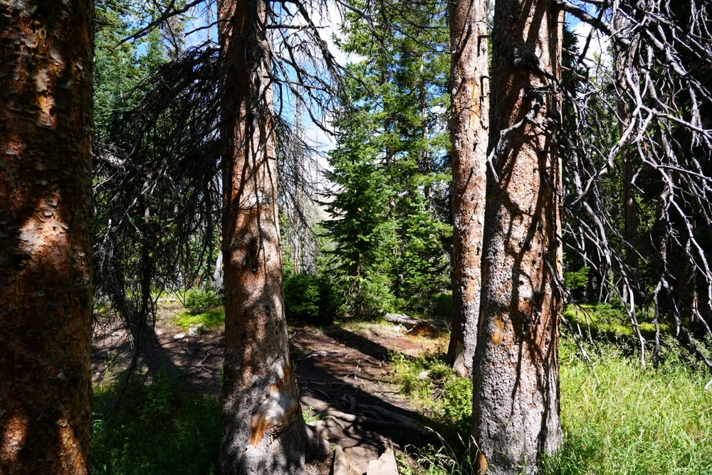 Image uploaded by David