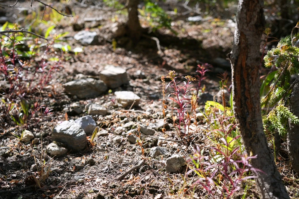 Image uploaded by David