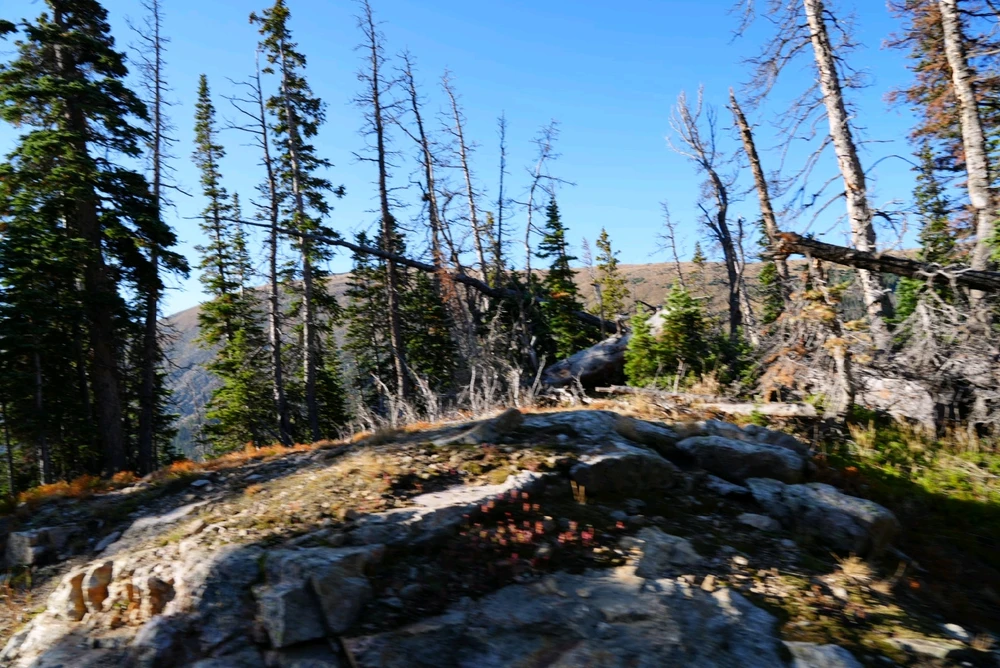 Image uploaded by David