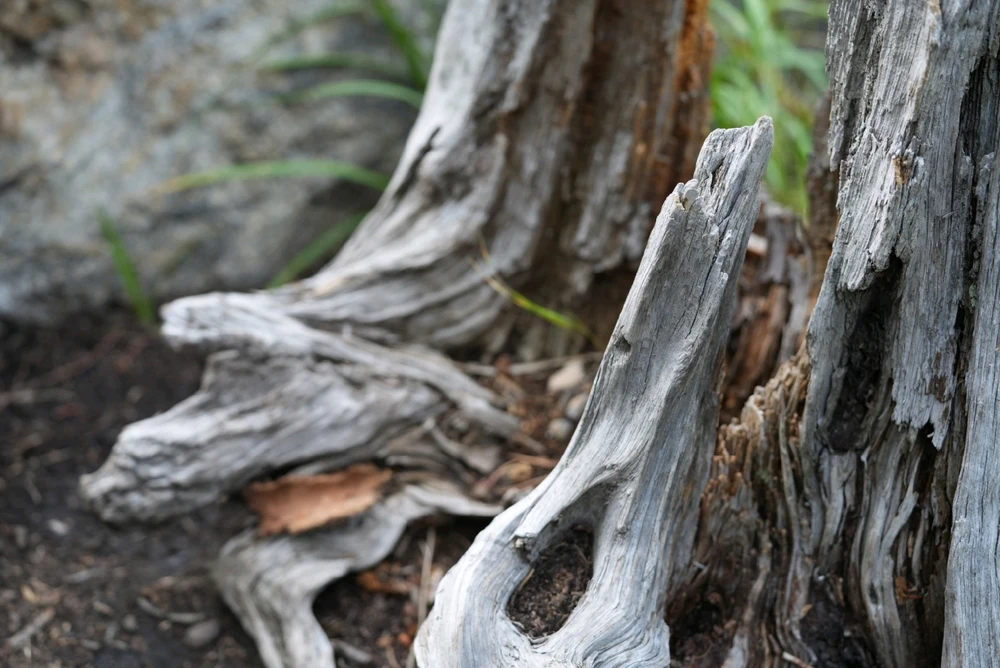 Image uploaded by David