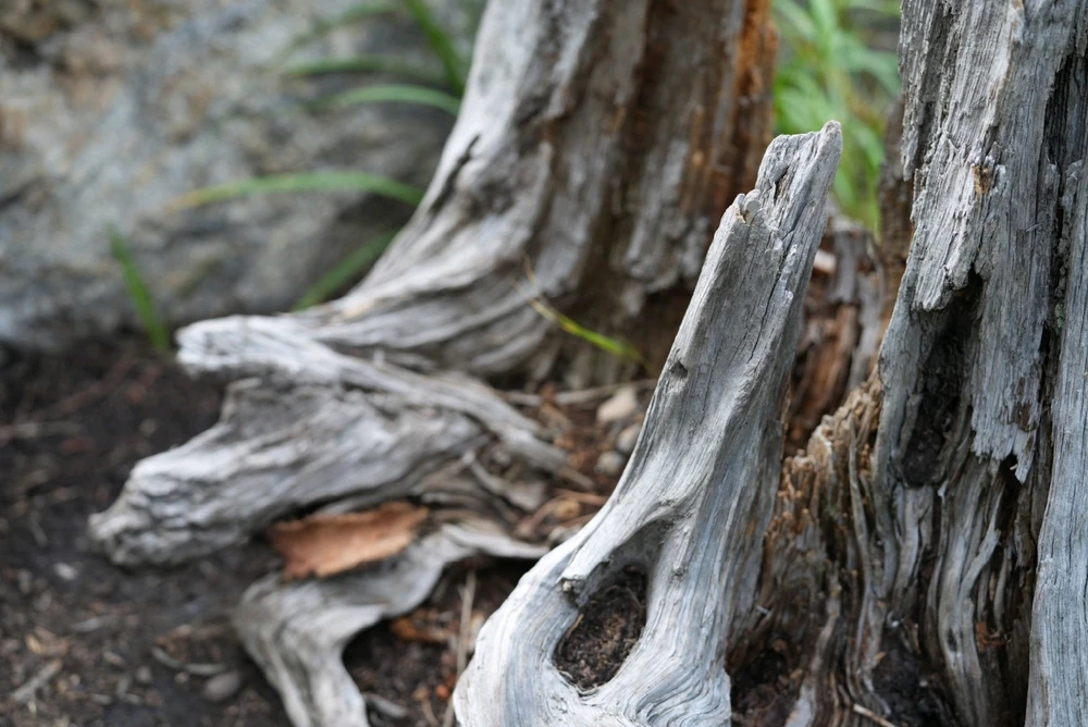 Image uploaded by David