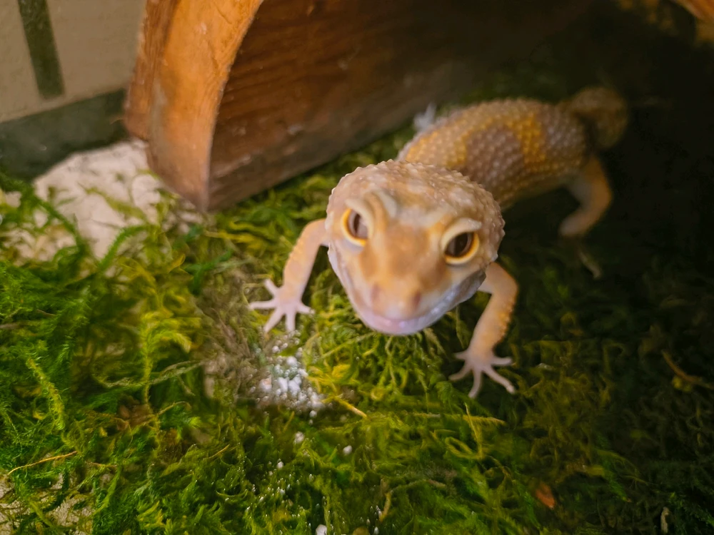 Image uploaded by James