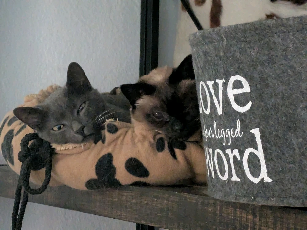 GIF hochgeladen von Imzadi