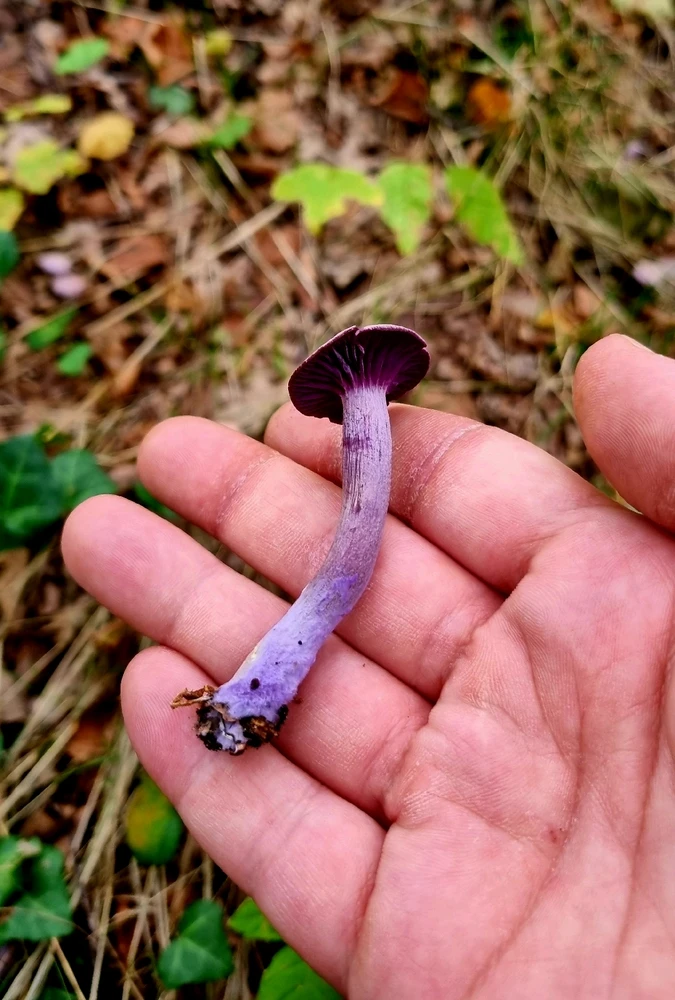 GIF hochgeladen von Andrew