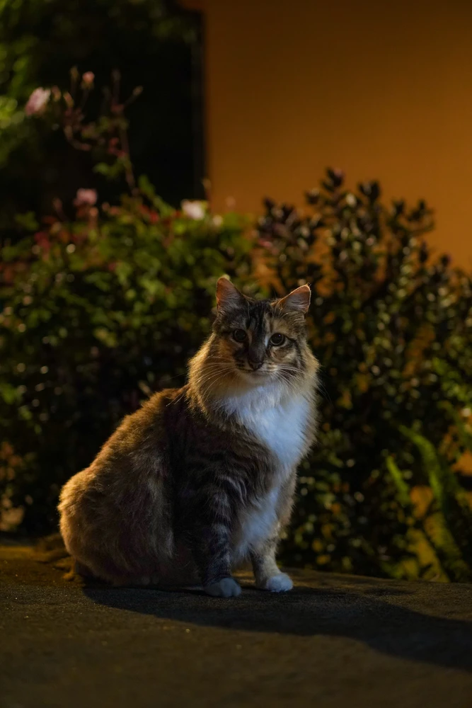 Image uploaded by Sebastian