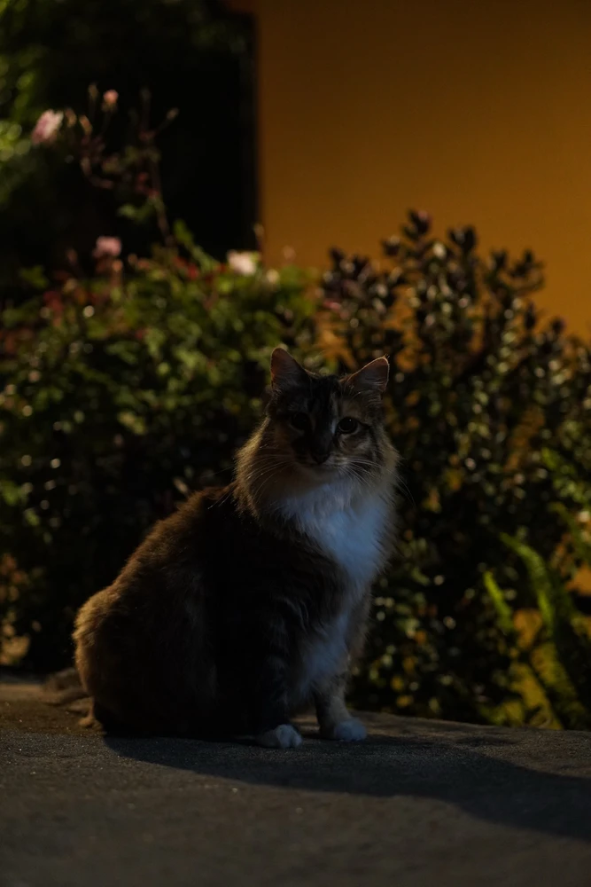 Image uploaded by Sebastian