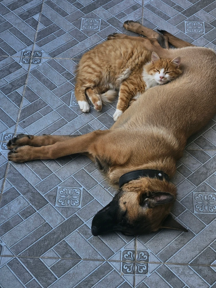 Image uploaded by Montassar