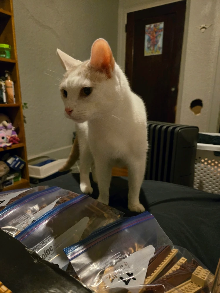 Image uploaded by Jasper