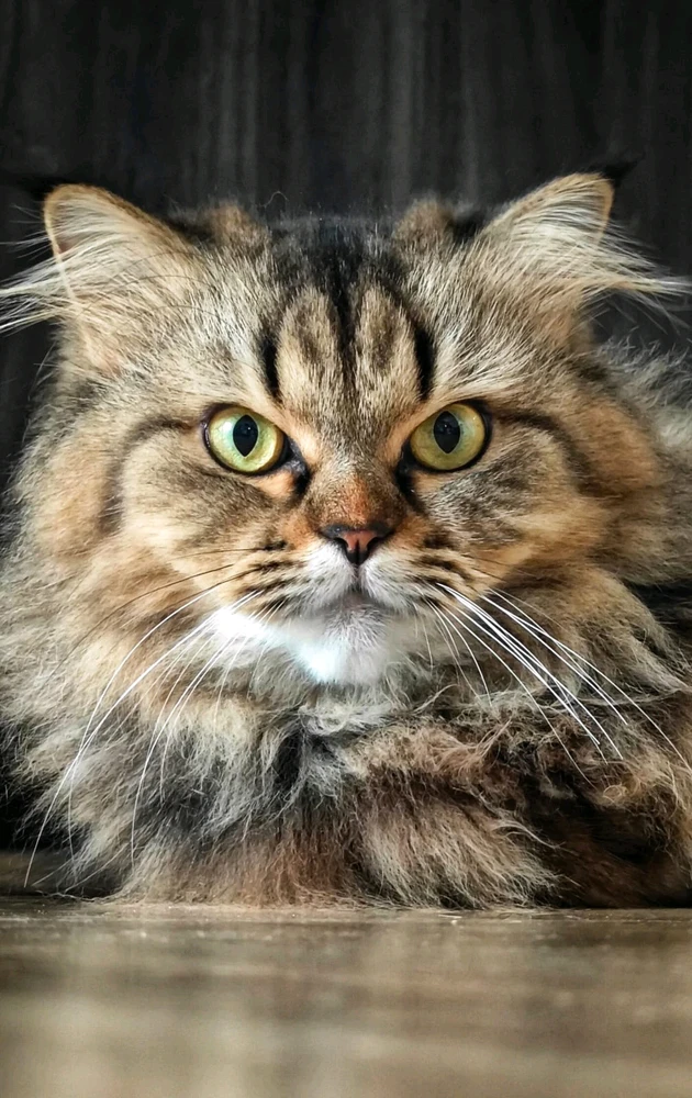 Image uploaded by Ayush Ragesh