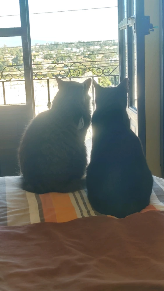 GIF uploaded by ❤ Sophia aka Mango Mami ❤️