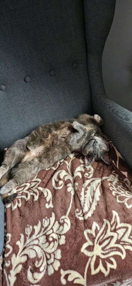 GIF uploaded by Reece