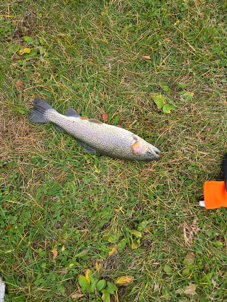 Gambar diunggah dening Destiny