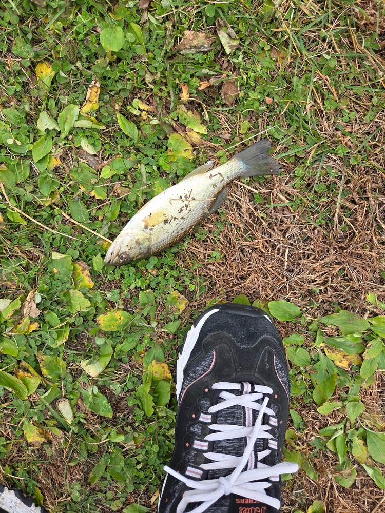 Gambar diunggah dening Destiny