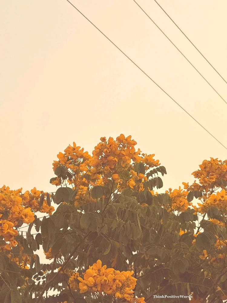Kamlesh上传的GIF