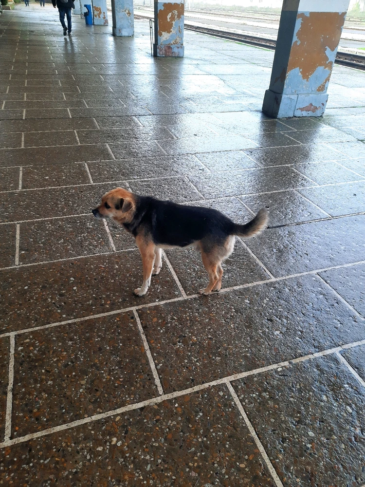 Imagine încărcată de Toma Leonard-Gabriel