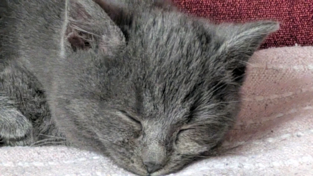 Obrázek nahrál Matěj