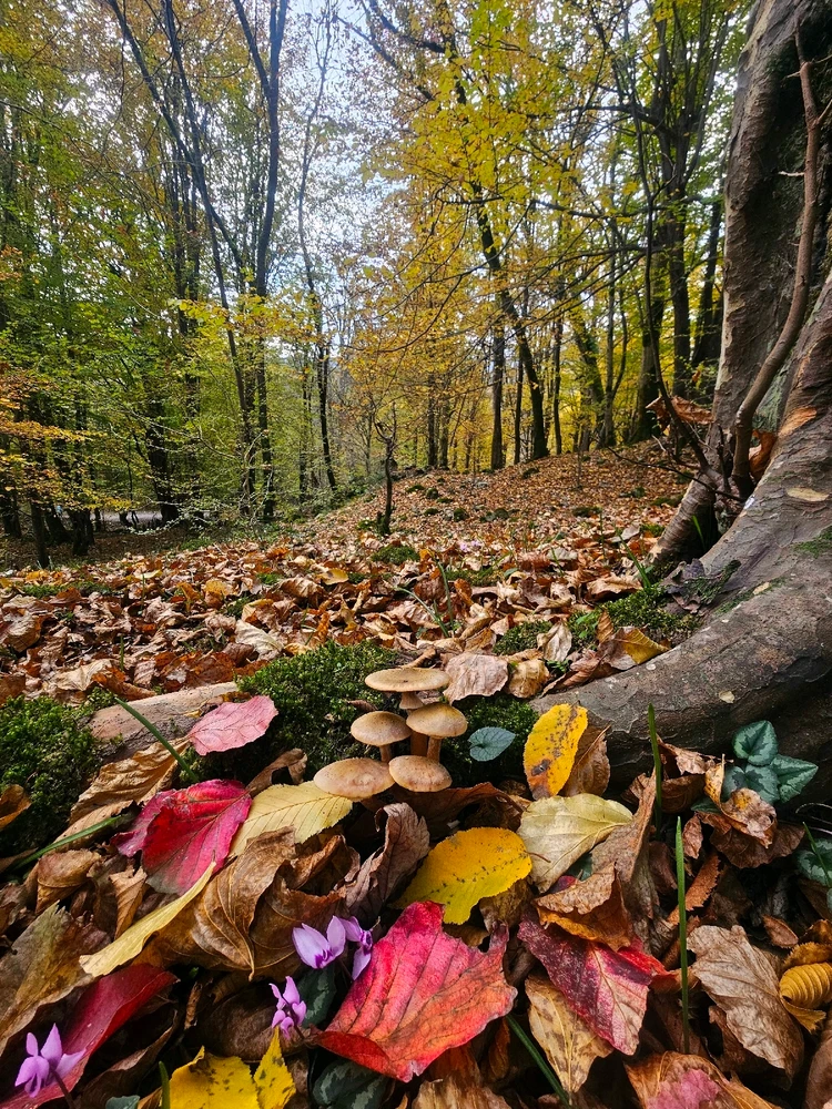 Image uploaded by Sam