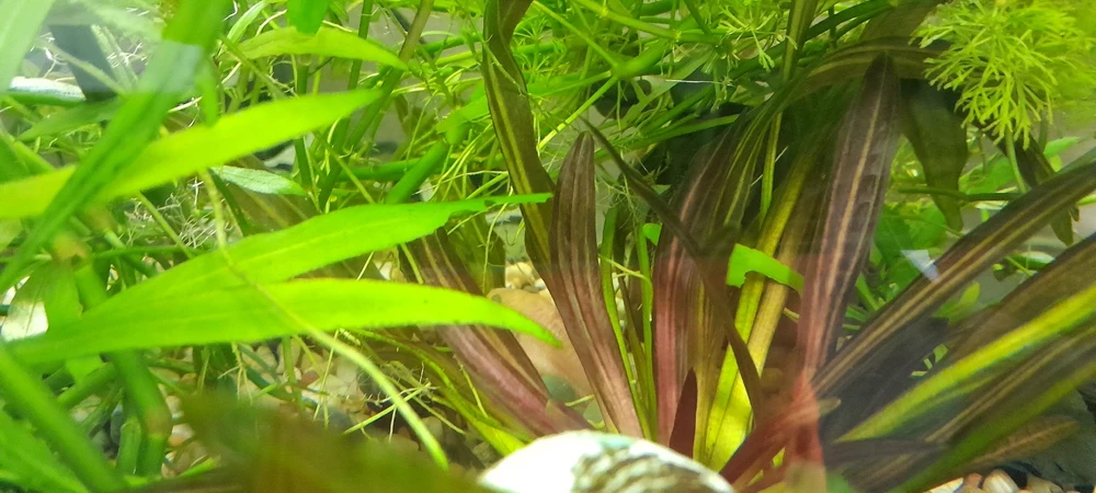 Зображення завантажив Oleg