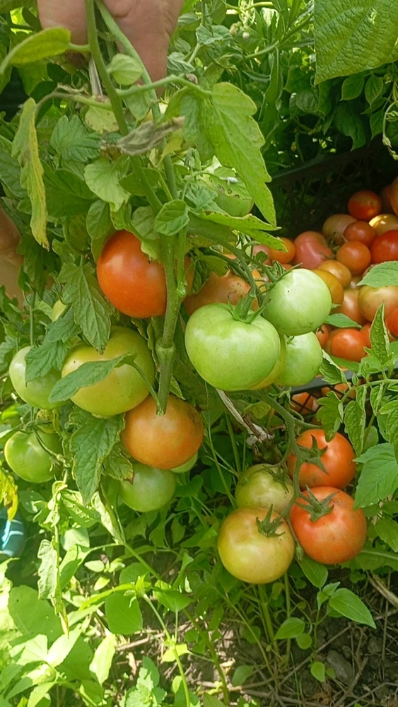 Зображення завантажив Oleg