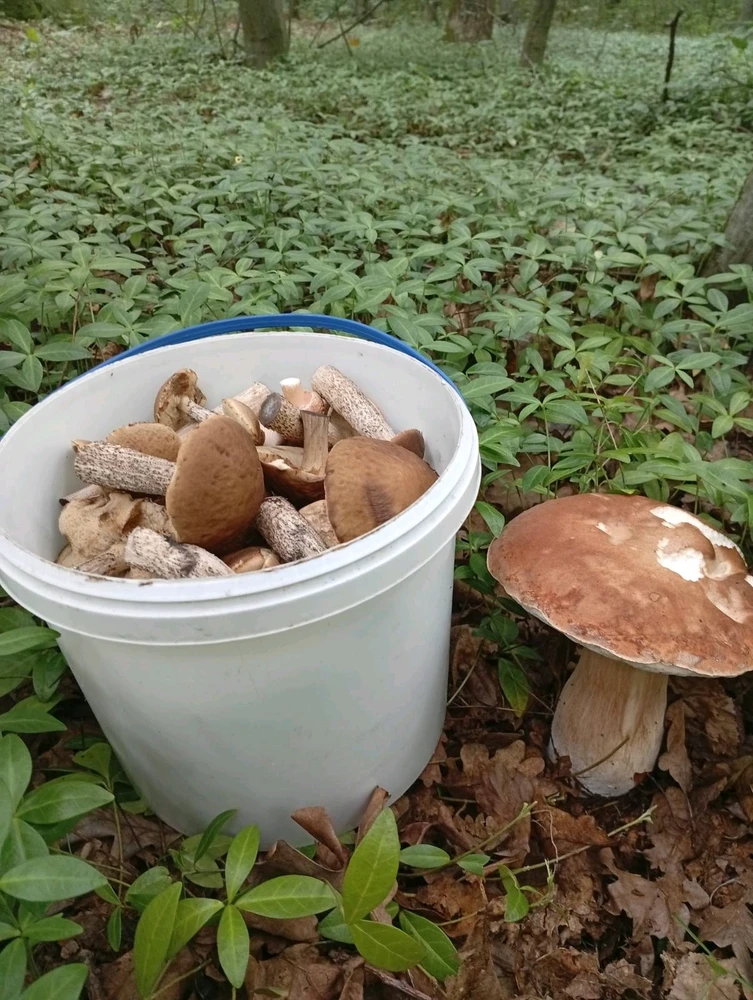 Зображення завантажив Oleg