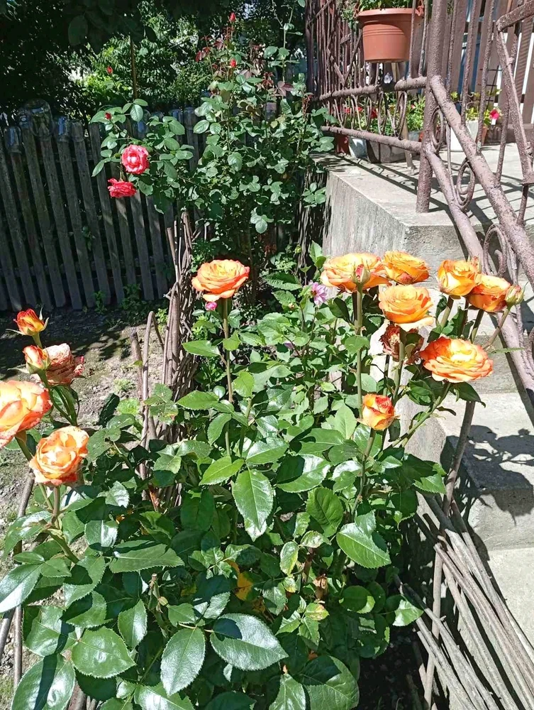 Зображення завантажив Oleg