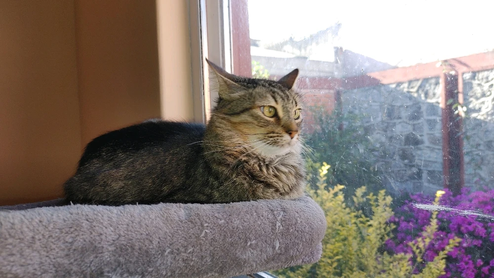 GIF gi-upload ni ❤ Sophia aka Mango Mami ❤️