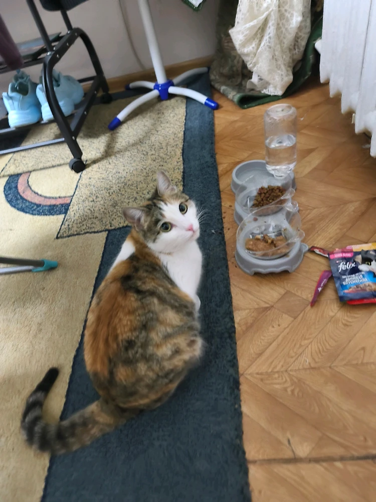 Lan Xiao In 上傳的 GIF