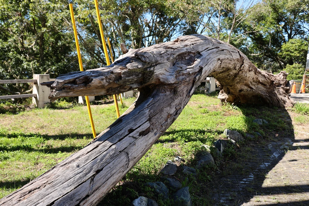 Woody上傳的圖片