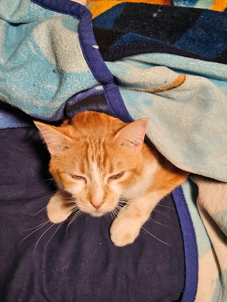 GIF uploaded by Mackenzie (Nightshade)