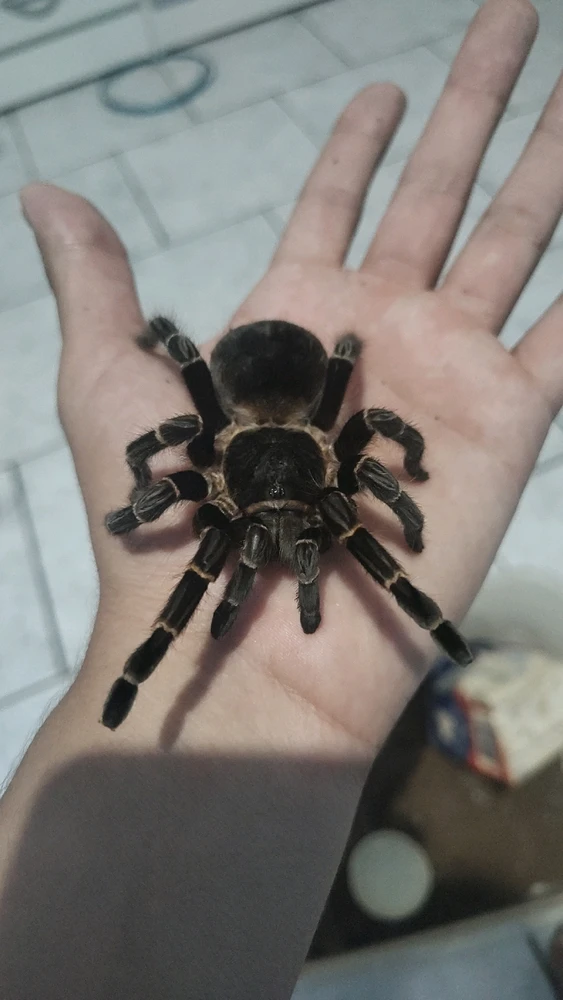 GIF enviado por Rene Ribeiro da Silva