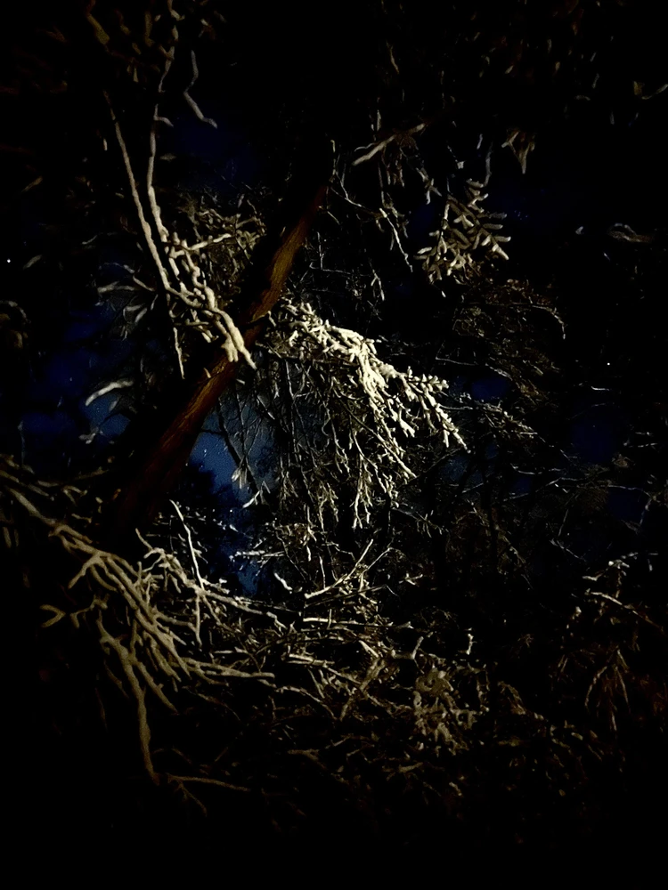 Image uploaded by Fredric