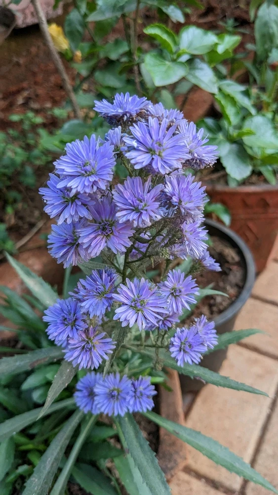 Image uploaded by Ishan