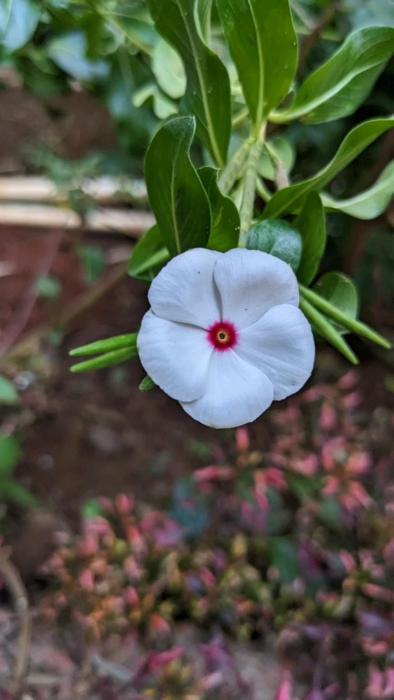 Image uploaded by Ishan