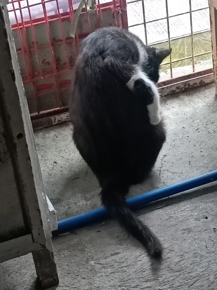 Image uploaded by Abena Buena Voz