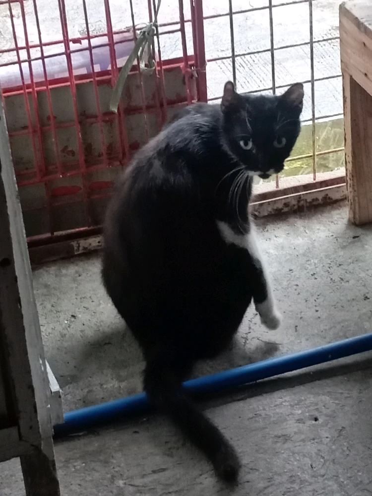 Image uploaded by Abena Buena Voz