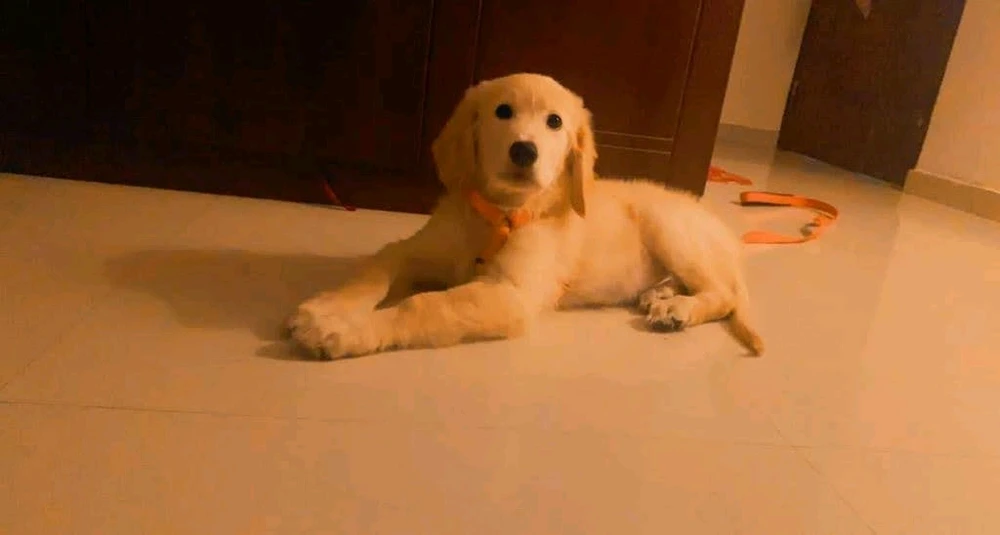 GIF na in-upload ni Kabir