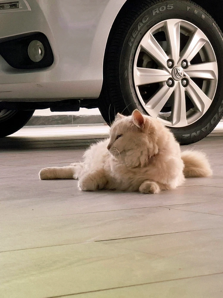 Image uploaded by Kish