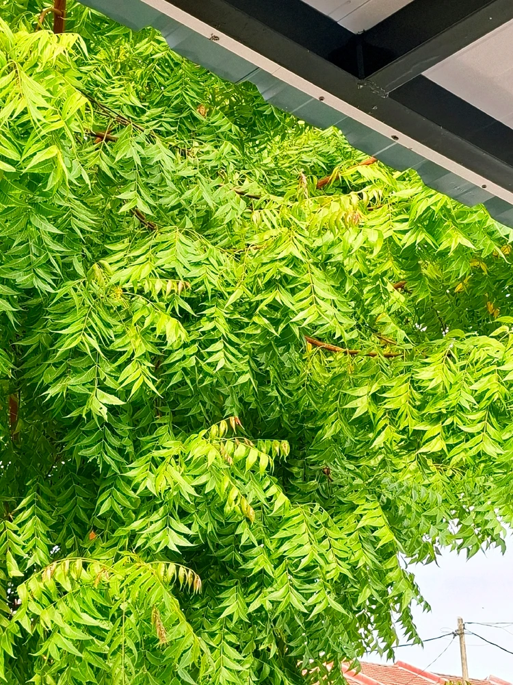 Image uploaded by Kish