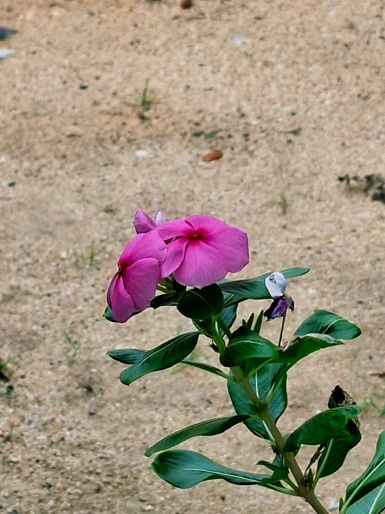 Image uploaded by Kish